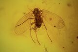 Detailed Fossil Fly (Diptera) In Baltic Amber #87223-1